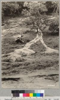 Tehachapi Flood Area. September 30, 1032. C. F. Shaw inspects mud flow from gullies originating on bare spaces above this which fanned out on reaching ground covered with forest litter, showing that mountain soils with vegetative and litter cover absorb large amounts of rainfall. October 1932. Lowdermilk