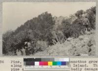 Pine, oak, manzanita and ceanothus growth along ridge top, Santa Cruz Island. The pine stands have been very badly damaged by fire. W. Metcalf - June 1931