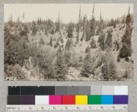 Cut-over land near Korbel, Humboldt County burned and grazed for many years now devoted to reforestation and planted December, 1924. April, 1925