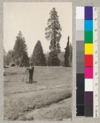 Setting stakes for cookhouse at Whitaker's Forest, April, 1927. "The Chief" Sequoia in the background