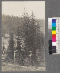 Group of trees on meadow near Honeysuckle Lake. American Creek watershed, Montana. Several Alpine Firs in foreground. Lyall Larch and Engelmann Spruce both with cones in center of group. August, 1920