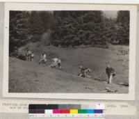 Planting crew at work at Pacific Lumber Company, December, 1924. Show use of standard planting methods and seedling bags