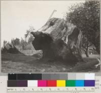 Land clearing in redwood region on William Saggart's place, Albion Ridge, near Albion, California. Stumps were burned through at the base by a semi-charcoaling process. Stump was sound and about 8' across. Earth was heaped against the stump and treated like a kiln. March 1941. E. F