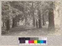 Thirty-two year old grove of coast redwoods at Chico Forestry Station. Spacing 16x16 feet. Note single sycamore set in the center of the grove which has kept pace with the redwood in rate of growth. Clumps in the background are sprouts from catalpa stumps cut in winter of 1920. July, 1922