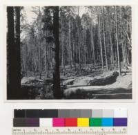 Redwood Region. A volunteer stand of pure Douglas fir on upper Elk Creek near Fruitland, Humboldt County, California. View from road built by W.P.A. About 25 trees cut per acre for piling. Remaining trees should reach piling size in about 5 years. Debris is left to rot. 10/5/42. E.F