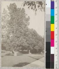 Sterculia diversifolia and Cinnamonum camphora - Library Park, Pasadena. March 1920. Metcalf