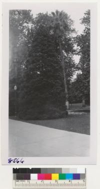 Young Sequoia Gigantea and California fan palm, Washingtonia Filifera, at Capitol Park, Sacramento. May 1951. Metcalf