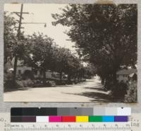 900 block of Fresno Avenue, Berkeley, California. Looking south. Improvement of elms following thinning of branches instead of pollarding. Compare with earlier pictures. May 1936, E.F