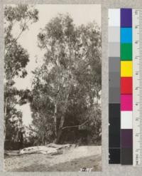 Eucalyptus rubida at Golden Gate Park. This species is very close to Eucalyptus viminalis. January, 1925