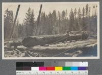 Log being bucked at landing. Note construction of landing. Two loading gin-poles. Loading line at left. Back line and main line of Roading engine in foreground - Clio, California