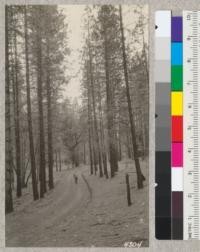 D. Fricot in stand of fine 60 year-old W.P. pine [white pine?] on the Terwilleger property which adjoins the piece he is giving to the state as a demonstration forest. Nov. 1927. Metcalf