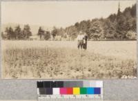 Redwood transplants in Pacific Lumber Company nursery. August, 1930