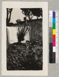 Coulter Pine planted at del Valle Farm, Alameda County, March, 1928