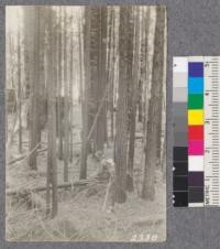 Secondgrowth Redwood Yield Study. Navarro - plot #2. A 50 year stand of pure redwood - 107 M.B.M. per acre. D. Bruce - Oct. 1922