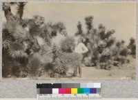 Heavy fruit on the Joshua tree, Mojave desert, July, 1929. Yucca Brevifolia