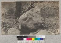 Swarming of lady-bird beeetles along banks of Redwood Creek, Tulare County, Sept. 1929