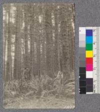 Secondgrowth Redwood Yield Study. Caspar - plot #2. A 51 year old stand of pure white fir - 62 thousand board feet per acre. Oct. 1922