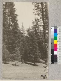 Edge of the forest adjacent to white fir plot, Hull Creek #1 just at Hull's Meadows, Stanislaus National Forest. The largest tree in the plot (shown in #3460) is directly over the man against the sky. Pine to right and fir to left of picture are not in the plot which is 55 years old. June, 1925