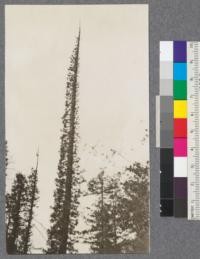 Old growth redwood, after a fire showing growth of adventitious branches along trunk. On road to Boyle's Camp. Mendocino, California. E.F. April 1921