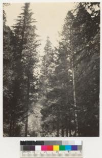 Camp Califorest. Tree #441. White fir. See also #5160, taken in 1931. 6/10/36. No extension of top-die-back. E.F