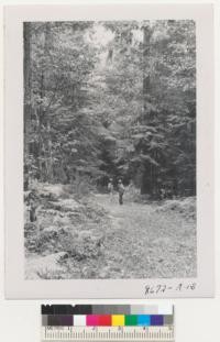 Knut Lunnum and John Spada, farmer, in his woodland. Lumber companies in Snohomish County are paying $20.00 per thousand for Douglas fir 2nd growth stumpage and up to $45.00 for logs at the mills