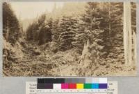 View of redwood and Douglas fir reproduction in Bear Gulch, Ryan's Slough, near Eureka. This is the scene of the much printed U. S. Forest Service picture of destructive lumbering, but taken from a slightly different angle. Photo by Mason, 1923