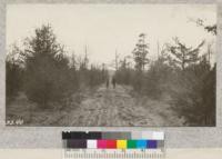 A section of one of the 16-ft. fire lines on Fyfe Lake State Forest, Michigan, through a good stand of natural jack pine reproduction. These lines will eventually surround each 40 acres and there are now 110 miles of them on the 7000-acre Fyfe Lake Forest. They cost $150.00 per mile to build and about $4.00 per mile per year to keep up. Usually two cultivations per year are given with tractor or horses