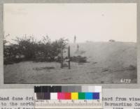 Sand dune drifting into an apricot orchard from vineyard land to the north. Cucamonga section, San Bernardino County. Note tips of trees sticking out of the dune. 1937. Metcalf