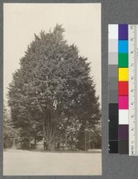 A fine specimen of Monterey Cypress on the University of California campus, Berkeley, California. August, 1920. E.F