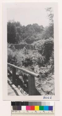 A glade and waterfall in the botanical garden, Tilden Park, Berkeley Hills, with Everett Stanford. June 1952. Metcalf