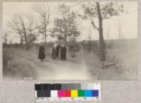 Plantation of White Pine set out on Water Company land at Lake Vadnais about 10 miles N. E. of St. Paul. They are cutting away scrubby hardwood growth (note wood pile) and replacing these with White, Red, Scotch and Jack Pine plantations under the direction of the University of Minnesota