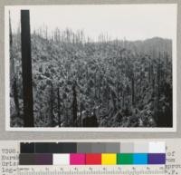 Redwood region. Cutover land of Holmes Eureka Lumber Company on Bemis tract, on tributary of Grizzly Creek off Van Duzen River. Looking SW from log-truck road. Heavy aggregation of stump sprouts. Some residuals. Tractor logged. 8-31-47. E. F