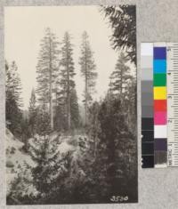 Typical Sierra pine trees. Sugar Pine center flanked by two yellow pines with young Douglas fir in foreground. Near Meadow Valley, Plumas County, 1924. Kearney