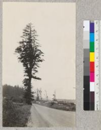 Redwood. An open grown tree on the Redwood Highway near Pepperwood Post Office, Humboldt County, California. On this flat there were likely only scattered specimens of redwood, the remainder being hardwoods. (See also #4817-18-19). Growth of these isolated trees as evidenced by stumps must have been very rapid, the rings being 1/4" to 1/2" wide for over 300 years. E. Fritz, June 1929