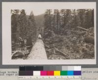 Logs broken by being felled across a sharp ridge--yellow pine and sugar pine. Clio, California