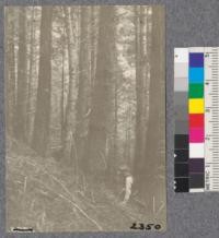 Secondgrowth Redwood Yield Study. Freshwater - plot #15. A mixed stand of redwood and fir 43 years old - 74 thousand board feet per acre. Oct. 1922