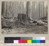 Redwood selective logging. Character & depth of slash on Hammond operation near Carlotta. See also 5889. E.F