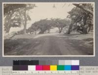 Part of the famous 17 mile drive through the Del Monte Forest, Pacific Grove, California. Here, the road winds along the ocean front under the picturesque Monterey Cypresses