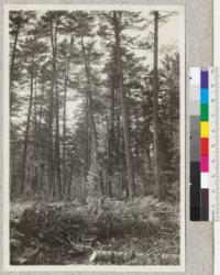 A good stand of White Pine and Hemlock in Wisconsin