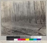 Burned Jack Pine, Fife Lake Forest, Michigan. May, 1924. Schaaf