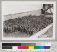 A bed of cork oak seedlings from acorns collected at the Chico Forestry Station, December 1941, photographed at Davis Nursery May, 1942. Pictures by State Division of Forestry