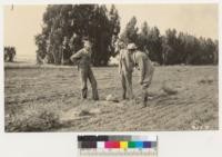 Planting area on the Davis Ranch near Lompoc, Santa Barbara County. Metcalf