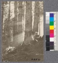 Secondgrowth Redwood Yield Study. Eureka Park - plot #4. A 36 year old stand of redwood, spruce and fir - 87 thousand board feet per acre. Oct. 1922