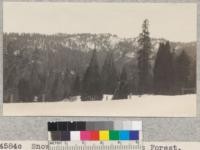 Snow scenes at Whitaker's Forest. April, 1929. Metcalf