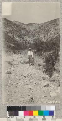 Mr. Francis Cuttle standing in the gulley eroded by rain from 200-acre burn of 1925 shown in background. Near Devil's Canyon, San Bernardino County. May 1927