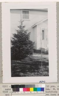 Abies nordmanniana about 10 years old on a lawn in Lodi has made good growth and would make an excellent Christmas tree. W. Metcalf. April 1950