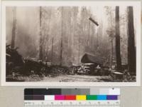 Redwood Region. Loading a truck with straps from tongs and crotch line. Log is triangular. September 8, 1936. E.F