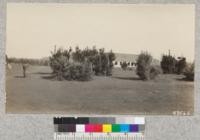 Seed beds 2 years old, Eddy Tree Station, October 1929