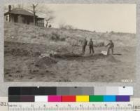 Dr. Stookey, Albert, and John, the Indian planter, with heeled-in pines and ranch house in background. The slope between the house and the orchard flat was planted to several varieties of pines. Stookey Ranch in Tehachapi Mts. Metcalf. Feb. 1928