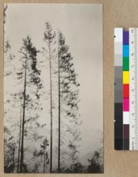 Redwood Utilization Study. The type of white fir trees mixed with the redwood on area of the 1928 Redwood Utilization Project. About 18" diameter at breast height and 150' high. The bushier tree to left is a young redwood. E.F. July, 1928